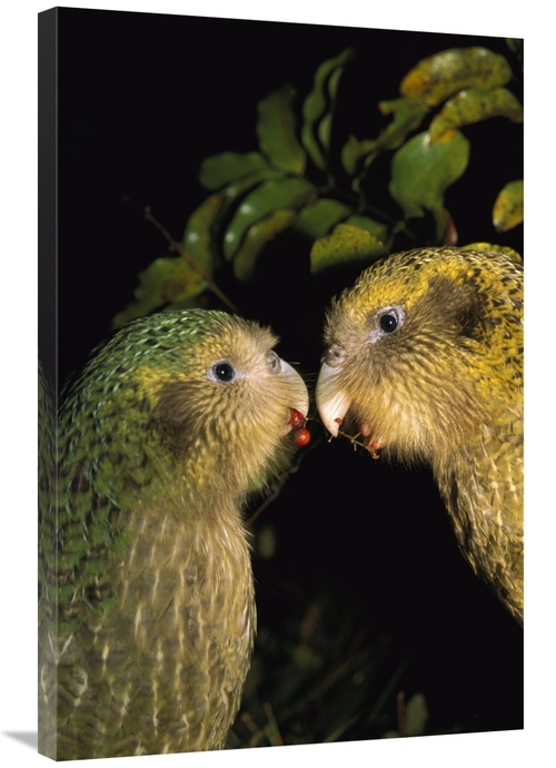 Global Gallery GCS-451748-2436-142 24 x 36 in. Kakapo Pair Playing&#44