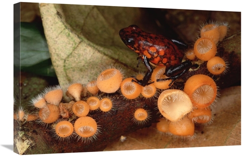 Global Gallery GCS-450761-2030-142 20 x 30 in. Harlequin Poison Dart F