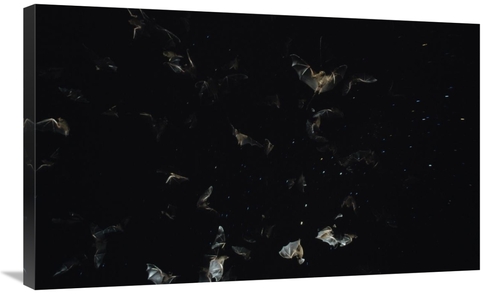 Global Gallery GCS-452519-36-142 36 in. Bats Flying Against Starry Nig