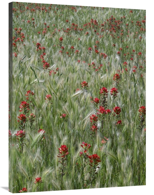 Global Gallery GCS-452212-3040-142 30 x 40 in. Indian Paintbrush & Fox