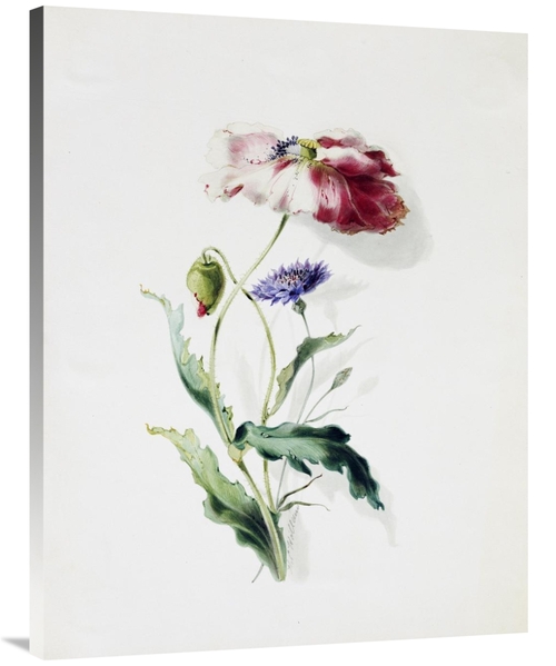 Global Gallery GCS-266573-40-142 40 in. A Scarlet Poppy & a Cornflower