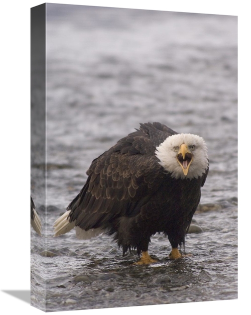 Global Gallery GCS-451947-1218-142 12 x 18 in. Bald Eagle Calling,