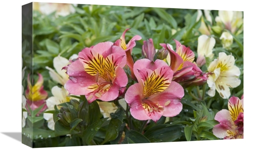 Global Gallery GCS-398402-1218-142 12 x 18 in. Peruvian Lily Princess 