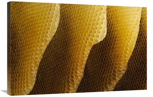 Global Gallery GCS-453387-2436-142 24 x 36 in. Honey Bee Honeycombs&#4