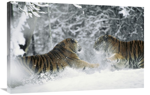Global Gallery GCS-452329-2436-142 24 x 36 in. Siberian Tiger Pair Pla