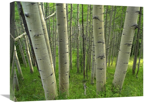 Global Gallery GCS-396508-1824-142 18 x 24 in. Aspen Forest in Spring&