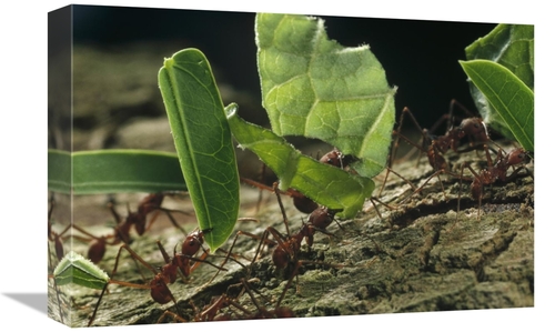 Global Gallery GCS-450702-1218-142 12 x 18 in. Leafcutter Ant Group Ca