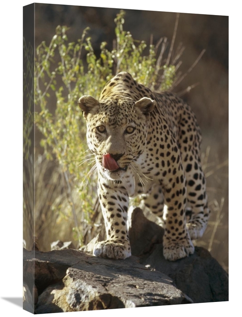 Global Gallery GCS-452471-1624-142 16 x 24 in. Leopard, Etosha Nat