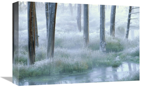 Global Gallery GCS-396310-1218-142 12 x 18 in. Frosty Morning, Yel
