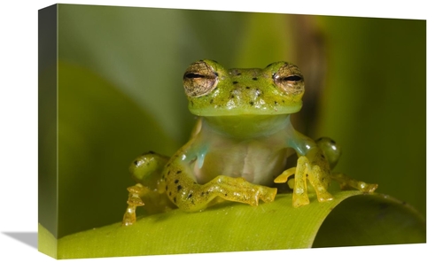 Global Gallery GCS-397900-1218-142 12 x 18 in. Emerald Glass Frog,