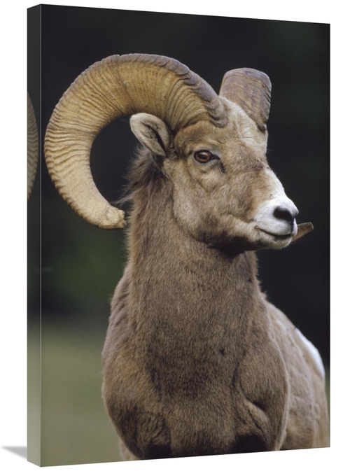 Global Gallery GCS-396687-2030-142 20 x 30 in. Bighorn Sheep Male Port