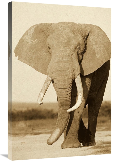 Global Gallery GCS-453710-2436-142 24 x 36 in. African Elephant Bull&#
