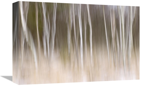 12 x 18 in. Trees in the Snow, Goldenstedt, Germany Art Print 