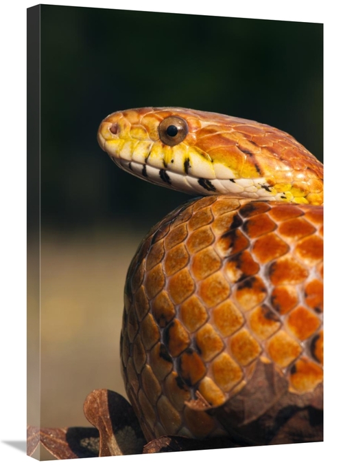 Global Gallery GCS-397913-2030-142 20 x 30 in. Cornsnake, Native t