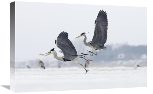 Global Gallery GCS-452617-1624-142 16 x 24 in. Grey Heron Pair Fightin