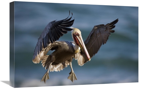 Global Gallery GCS-453343-1624-142 16 x 24 in. Brown Pelican Flying&#4