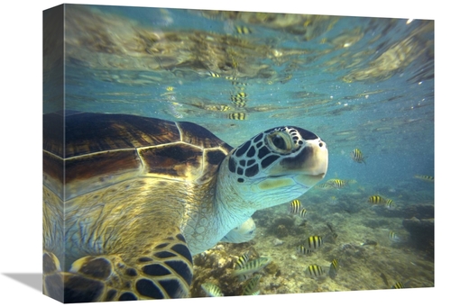 Global Gallery GCS-396253-1216-142 12 x 16 in. Green Sea Turtle, B