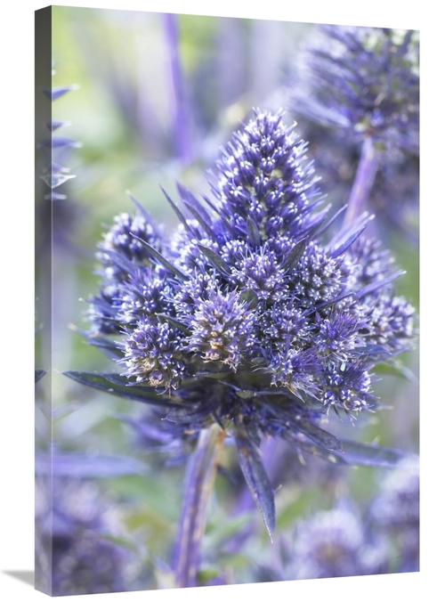 Global Gallery GCS-398383-2030-142 20 x 30 in. Plains Eryngo Bethlehem