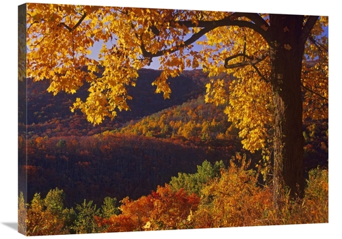 Global Gallery GCS-396522-2432-142 24 x 32 in. Autumn Deciduous Forest
