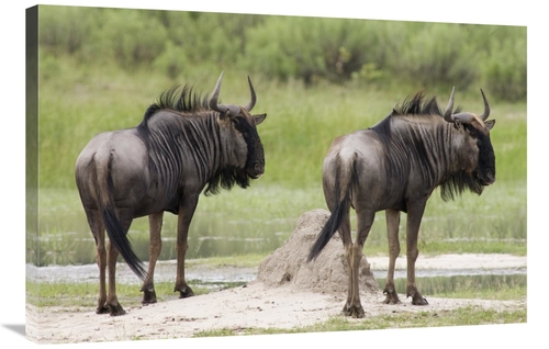 Global Gallery GCS-395406-2436-142 24 x 36 in. Blue Wildebeest Pair&#4