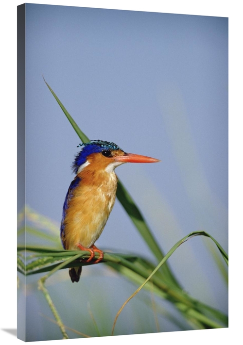 Global Gallery GCS-396208-2436-142 24 x 36 in. Malachite Kingfisher Pe