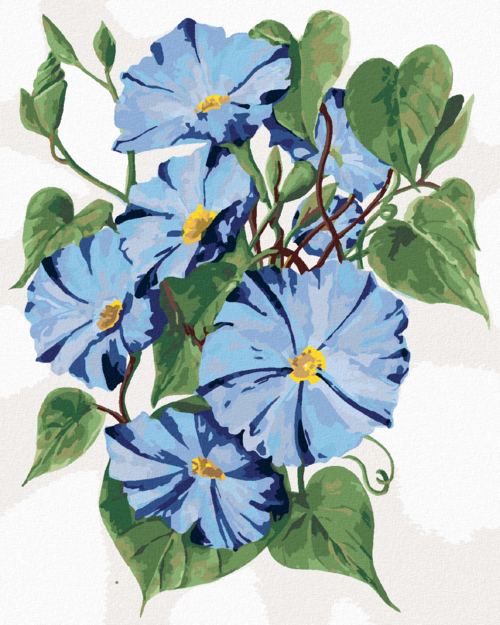 Paint by Numbers - BLUE MORNING GLORY FLOWERS (ALEXANDRIA GILBERT)