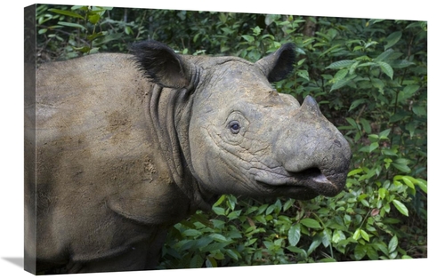 Global Gallery GCS-395860-2030-142 20 x 30 in. Sumatran Rhinoceros&#44