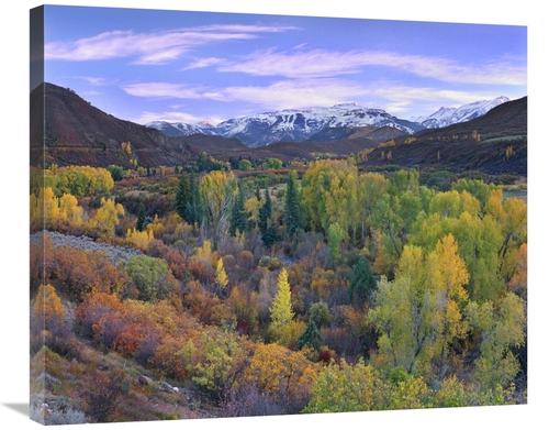 Global Gallery GCS-396965-30-142 30 in. Quaking Aspen Forest in Autumn
