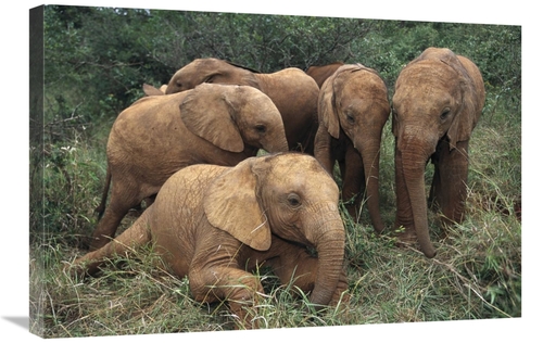 Global Gallery GCS-452952-2030-142 20 x 30 in. African Elephant Juveni
