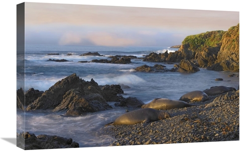Global Gallery GCS-396978-1624-142 16 x 24 in. Northern Elephant Seals
