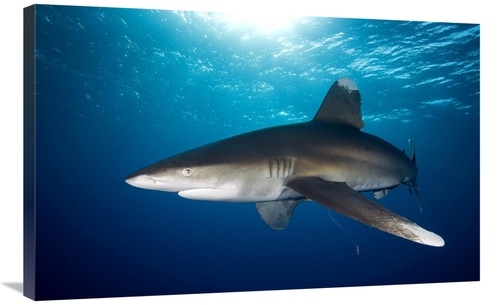 Global Gallery GCS-398222-36-142 36 in. Oceanic White-Tip Shark Close 