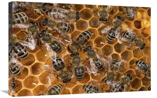 Global Gallery GCS-452362-2030-142 20 x 30 in. Honey Bee Colony on Hon