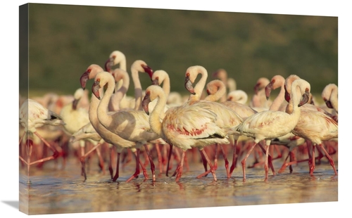 Global Gallery GCS-396948-2030-142 20 x 30 in. Lesser Flamingo Group P