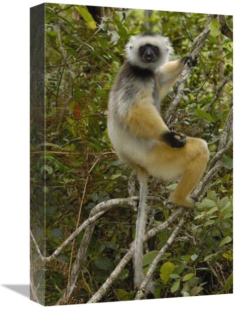 Global Gallery GCS-453035-1218-142 12 x 18 in. Diademed Sifaka, Ma