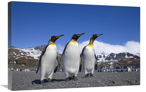 Global Gallery GCS-395347-2030-142 20 x 30 in. King Penguin Group on B