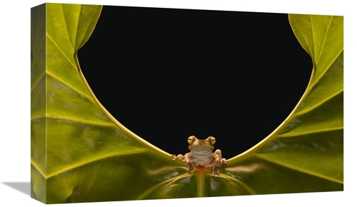 Global Gallery GCS-453192-1218-142 12 x 18 in. Cloud Forest Tree Frog 