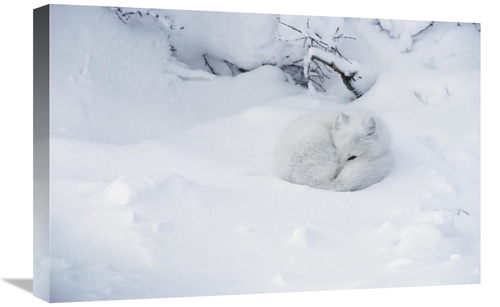 Global Gallery GCS-395433-1624-142 16 x 24 in. Arctic Fox Curled Up in