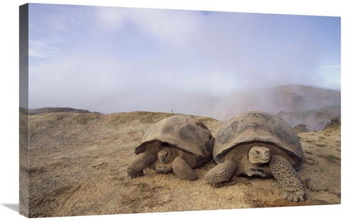 Global Gallery GCS-451322-2030-142 20 x 30 in. Galapagos Giant Tortois