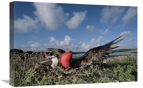 Global Gallery GCS-451523-1624-142 16 x 24 in. Great Frigatebird Femal