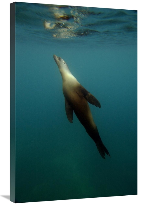 Global Gallery GCS-453057-2436-142 24 x 36 in. Galapagos Sea Lion Unde