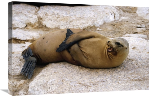 Global Gallery GCS-452432-2030-142 20 x 30 in. Galapagos Sea Lion Call