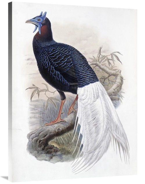 Global Gallery GCS-277747-40-142 40 in. Bulwers Pheasant Art Print - J