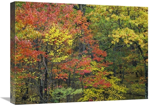 Global Gallery GCS-396630-1824-142 18 x 24 in. Fall Foliage at Fishers