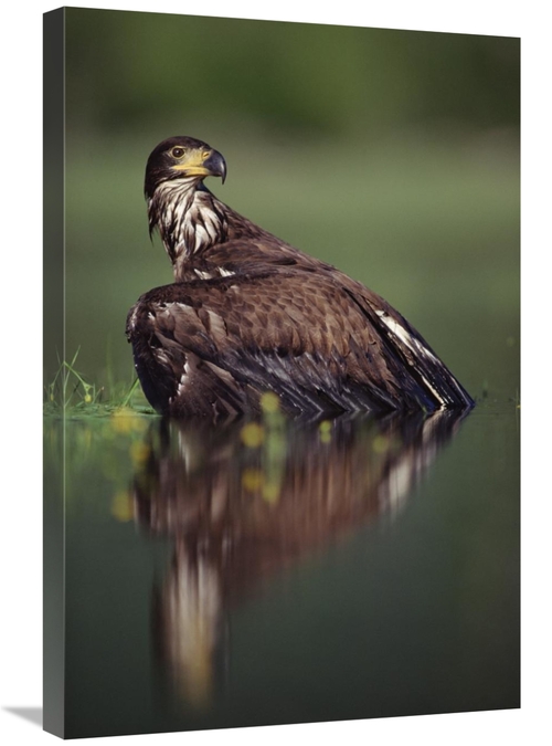 Global Gallery GCS-451965-2030-142 20 x 30 in. Bald Eagle Juvenile wit