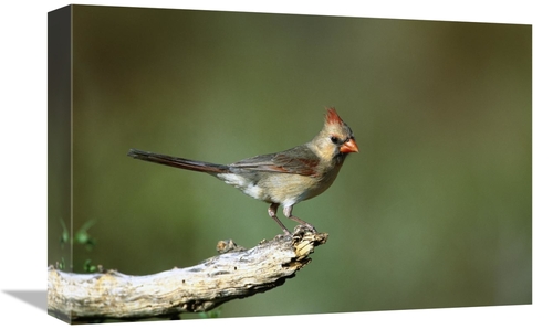 Global Gallery GCS-453290-1218-142 12 x 18 in. Northern Cardinal Femal