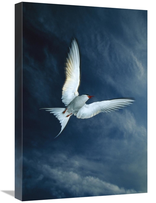 Global Gallery GCS-451913-1624-142 16 x 24 in. Arctic Tern Flying,