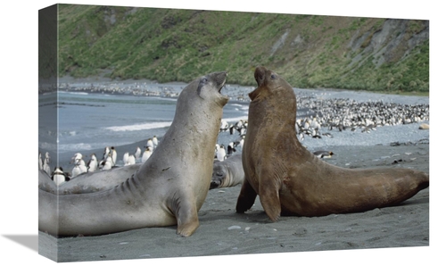 Global Gallery GCS-452455-1218-142 12 x 18 in. Southern Elephant Seal 