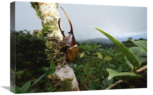 Global Gallery GCS-451018-1624-142 16 x 24 in. Hercules Scarab Beetle 