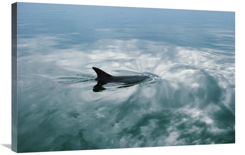 Global Gallery GCS-450657-2436-142 24 x 36 in. Bottlenose Dolphin Surf