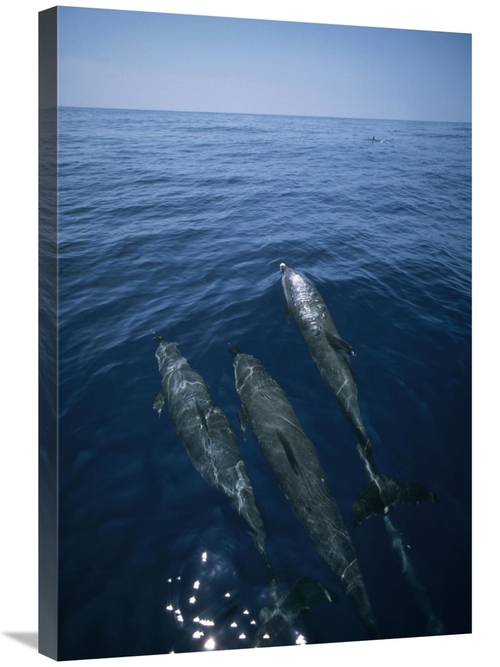 Global Gallery GCS-450624-2030-142 20 x 30 in. Bottlenose Dolphin Trio